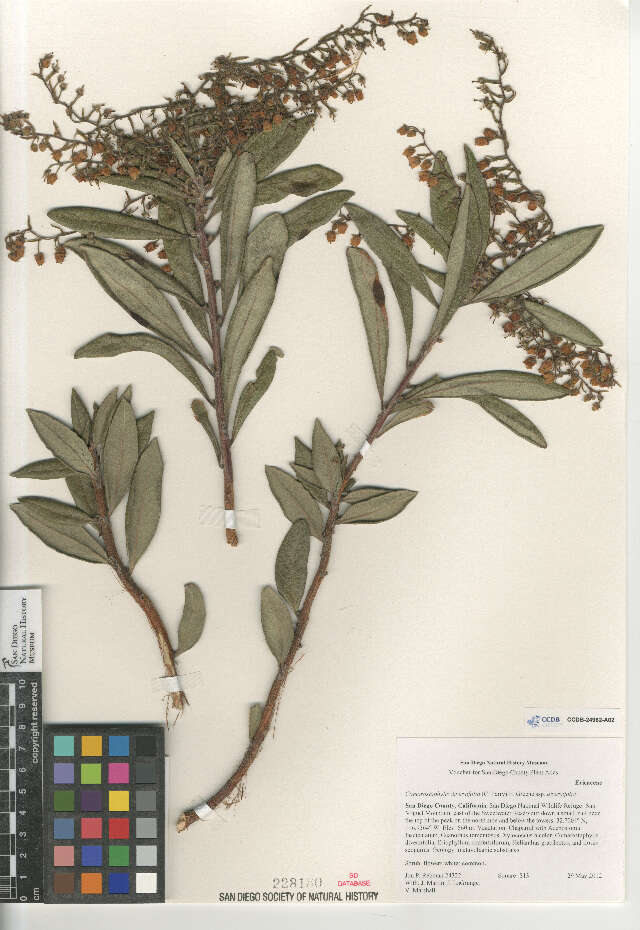 Image of Comarostaphylis diversifolia diversifolia