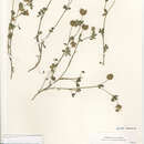 Sivun Trifolium gracilentum var. gracilentum kuva