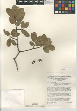 Image of Quercus agrifolia × Quercus wislizenii