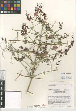 Imagem de Scutellaria mexicana (Torr.) A. J. Paton