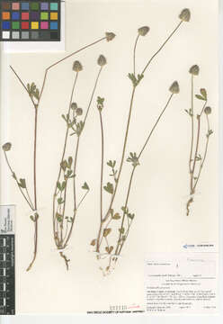 صورة Trifolium albopurpureum Torr. & A. Gray