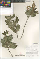 Image of Quercus agrifolia oxyadenia