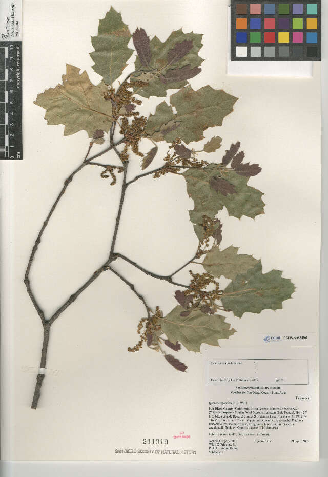 Image of Quercus xganderi
