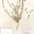 Image of dense false gilyflower