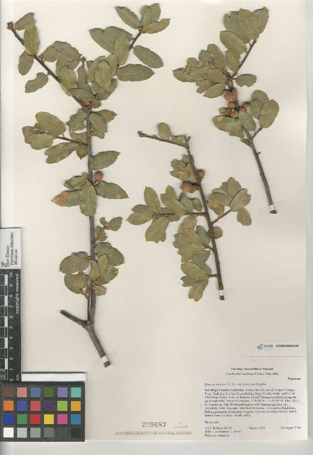 Image of Quercus wislizeni frutescens