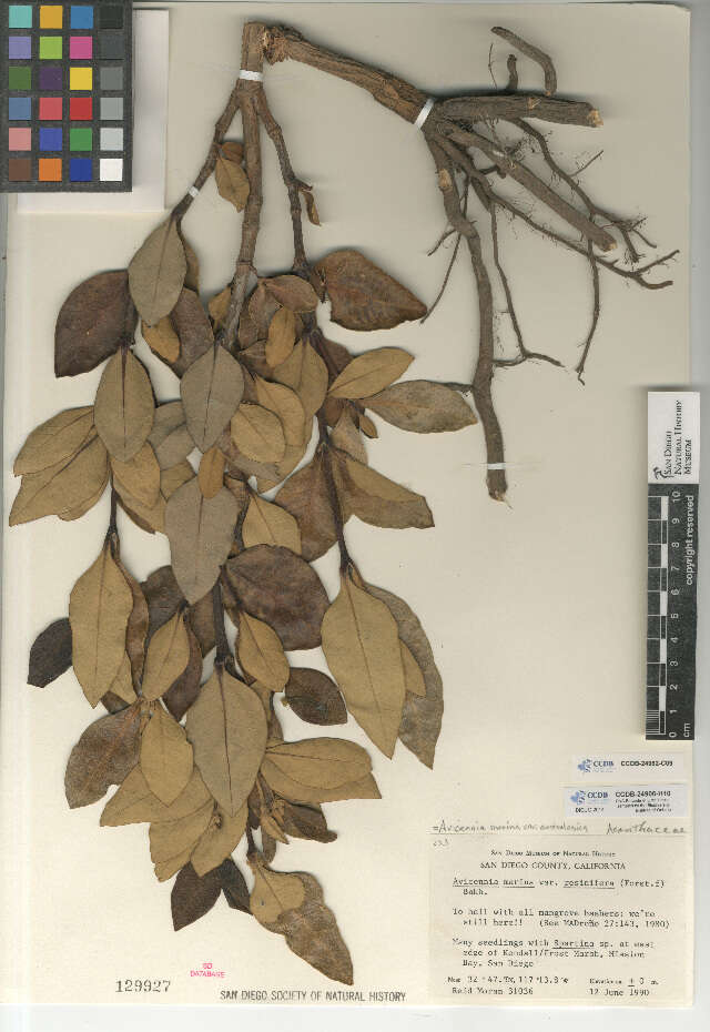 Image of Avicennia marina subsp. australasica (Walp.) J. Everett