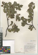 Image of Arctostaphylos glandulosa crassifolia