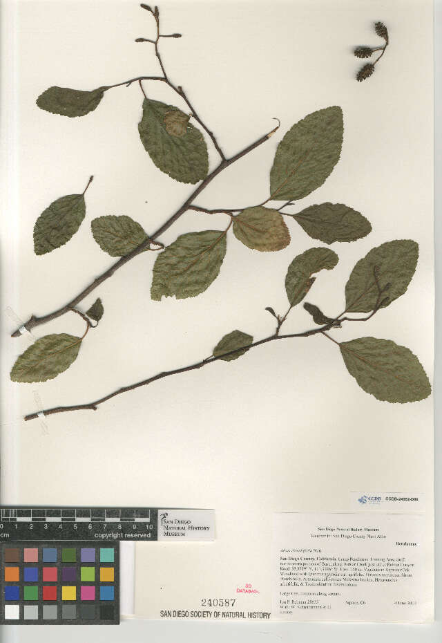 Image of California alder