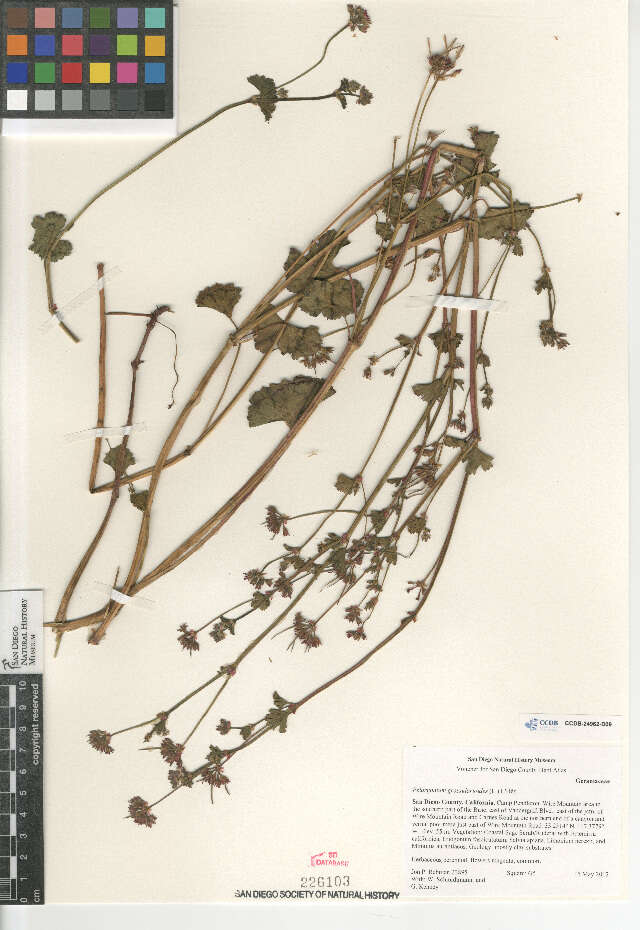 Image of gooseberry geranium