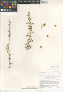 Image of Cercidium floridum