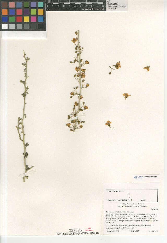 Image of Cercidium floridum