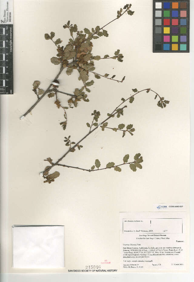 Image of Nutall's scrub oak