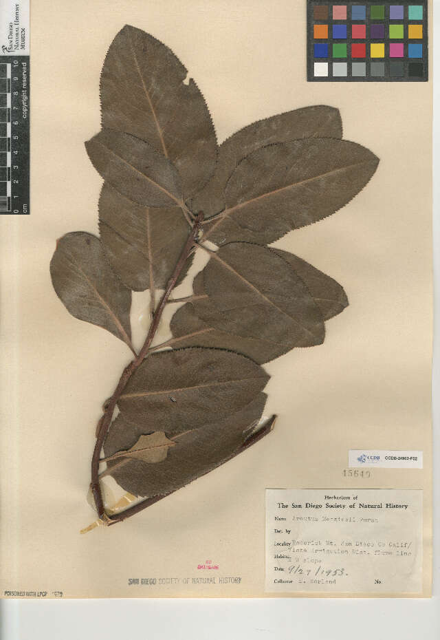 Image of Pacific madrone