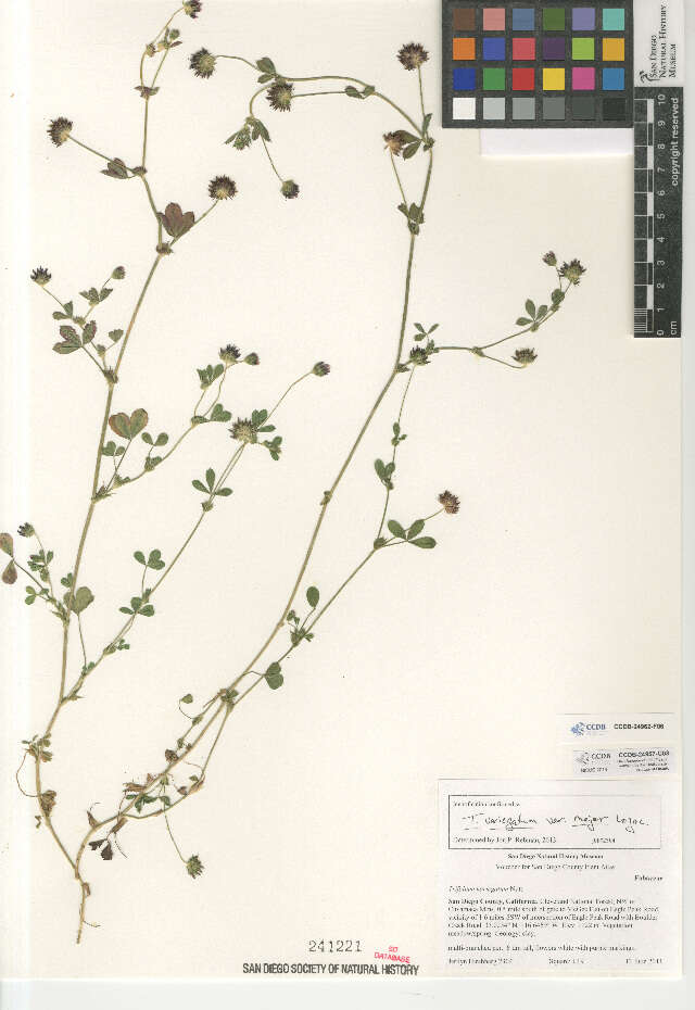 Image of Trifolium variegatum var. major