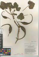 Image of Proboscidea parviflora parviflora