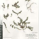 Image of Galium californicum flaccidum