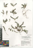 Image of Galium californicum flaccidum