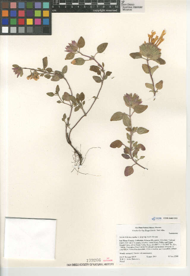 Image of Monardella macrantha hallii