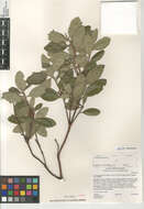 Image of Comarostaphylis diversifolia planifolia