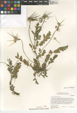 Image of musky stork's bill