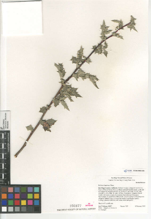 Image of Berberis higginsiae