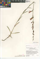 Image of San Gabriel beardtongue