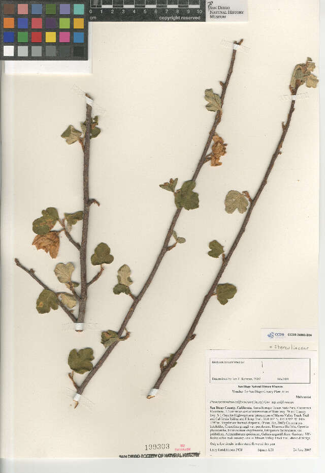 Image of Fremontodendron californicum californicum