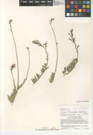 Image of Oenothera xenogaura W. L. Wagner & Hoch