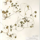 Image of Ranunculus cymbalaria saximontanus