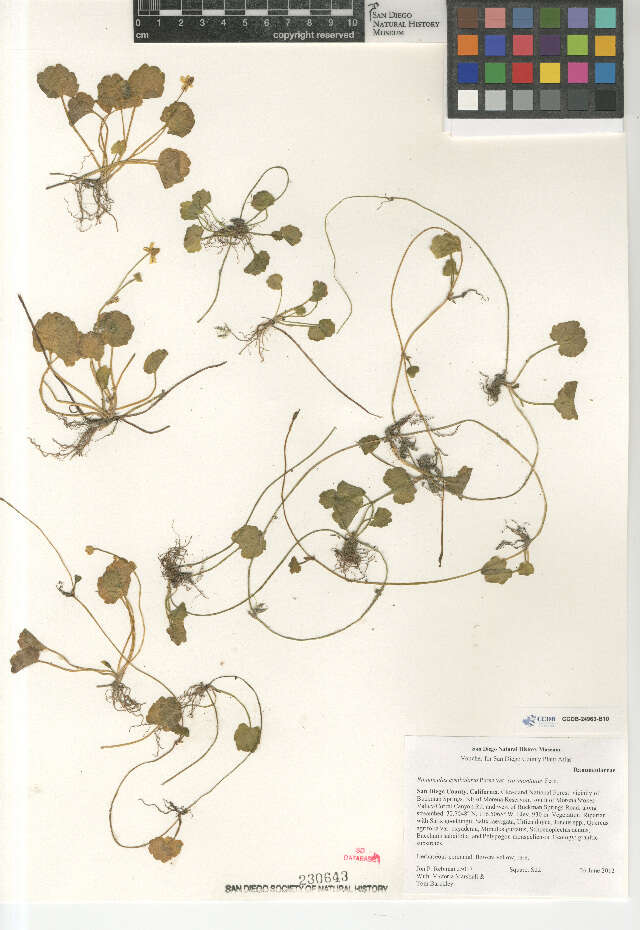 Image of Ranunculus cymbalaria saximontanus