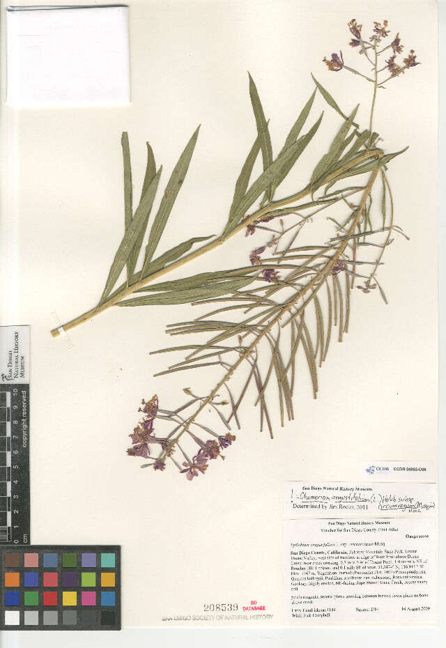 Image of Chamerion angustifolium circumvagum