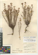 Image of Crocanthemum scoparium vulgare