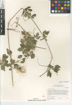 Image of ropevine clematis