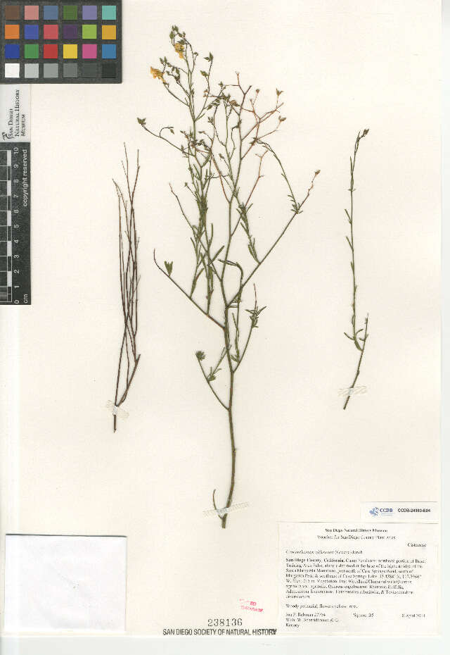 Image of Crocanthemum aldersonii (Greene) Janchen