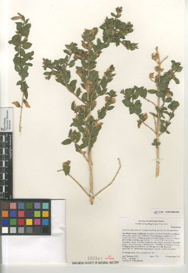 Image of Epilobium canum garrettii