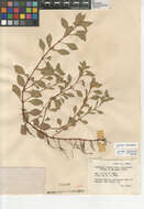 Image of creeping primrose-willow