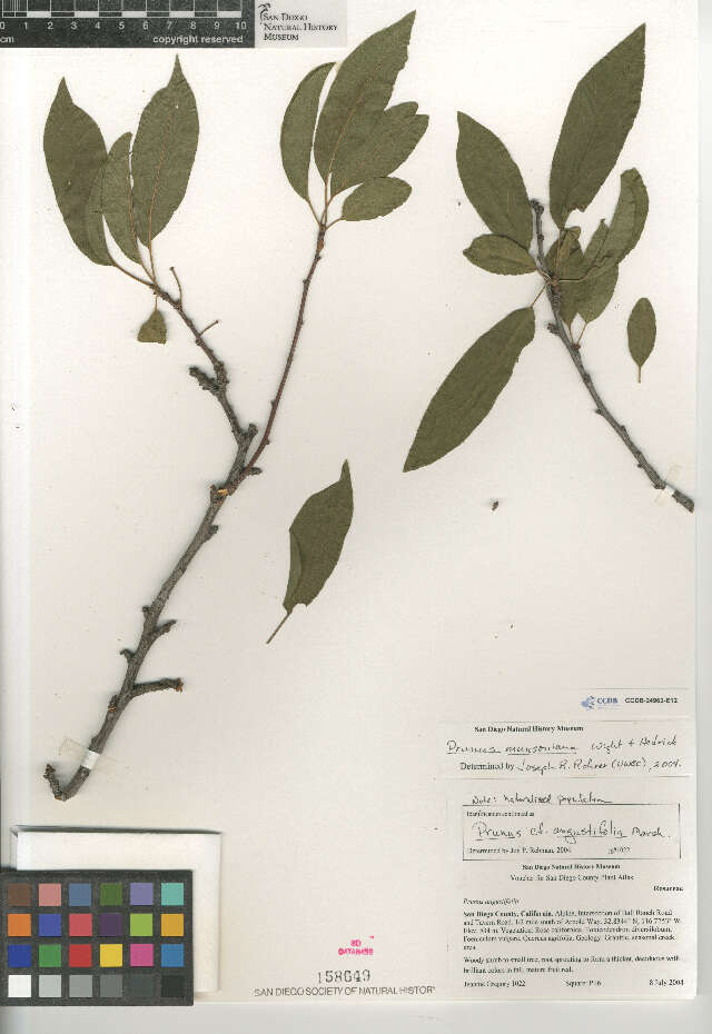 Plancia ëd Prunus munsoniana W. F. Wight & Hedrick