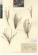 صورة Plantago pusilla Nuttall