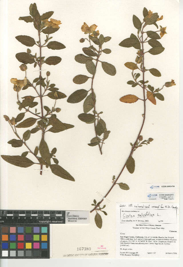 Image of salvia cistus