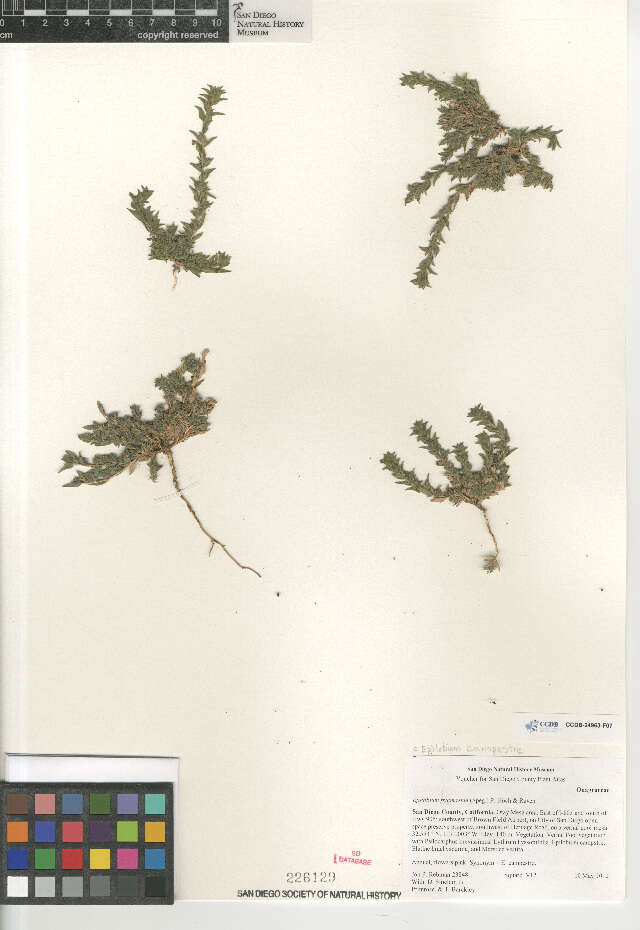 Image of Epilobium pygmaeum