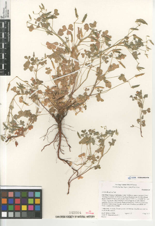 Sivun Oxalis pilosa Nutt. ex Torr. & A. Gray kuva