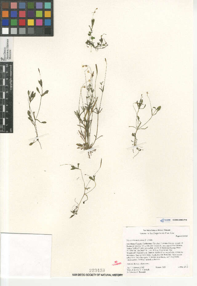 Image of Smallflowered meconella