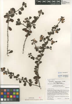 Image of Ceanothus megacarpus var. megacarpus