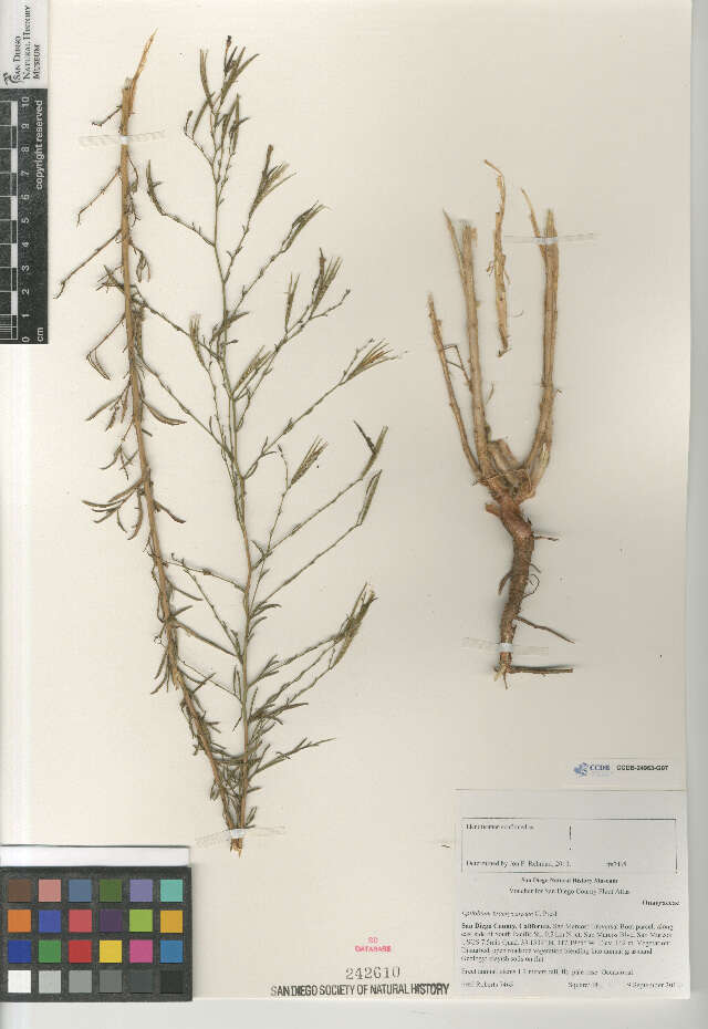 Image de Epilobium brachycarpum Presl