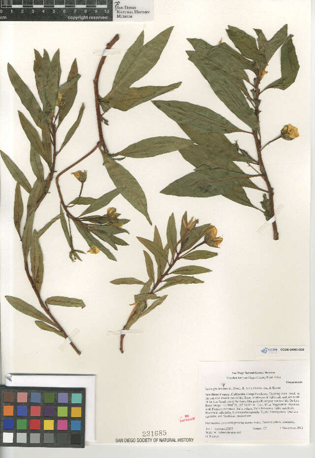 Image of large-flower primrose-willow
