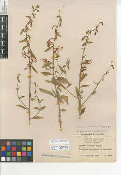 Image of elegant clarkia