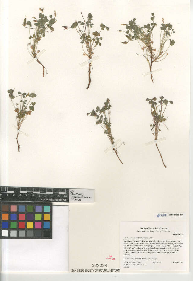 Image of radishroot woodsorrel