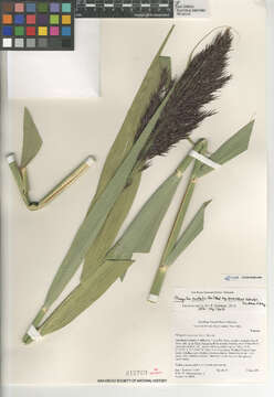 صورة Phragmites australis americanus