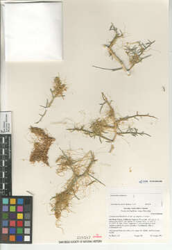 Image of Cuscuta californica papillosa