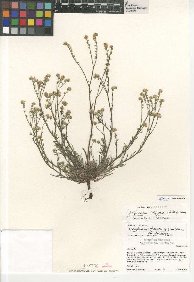 صورة Cryptantha oxygona (A. Gray) Greene